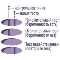 Тест на беременность Plus Evitest/Эвитест 2шт миниатюра фото №5