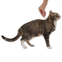 Адвантейдж капли для котят и кошек весом до 4кг 0,4мл миниатюра фото №3