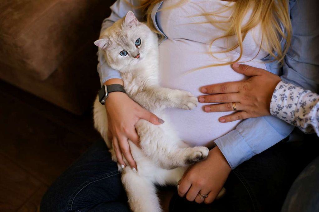 Токсоплазмоз у беременных: когда важно ограничить контакты с котиком?