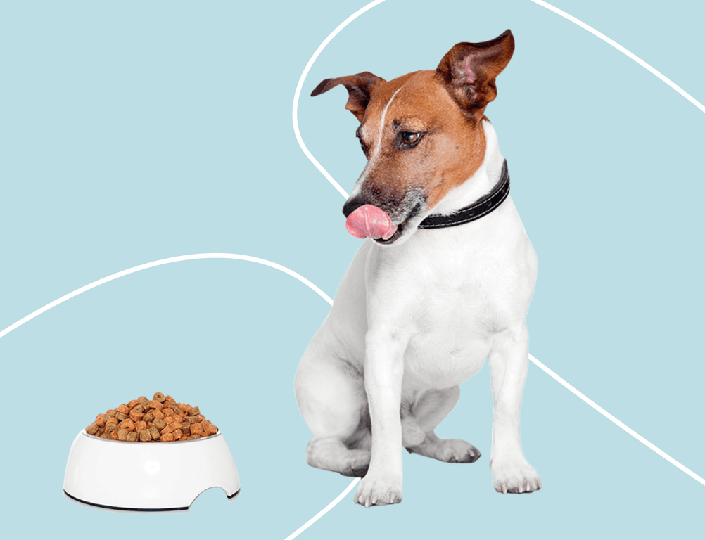 Как правильно кормить собак?
